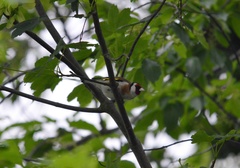 Carduelis carduelis