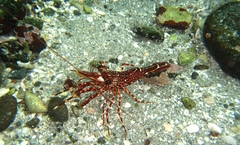 Rhynchocinetes typus