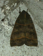 Ipimorpha pleonectusa