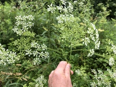 Conium maculatum