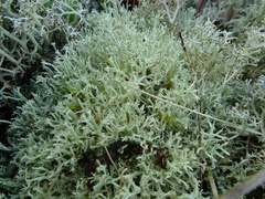 Cladonia arbuscula mitis