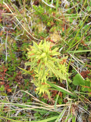 Pedicularis labradorica