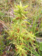 Pedicularis labradorica