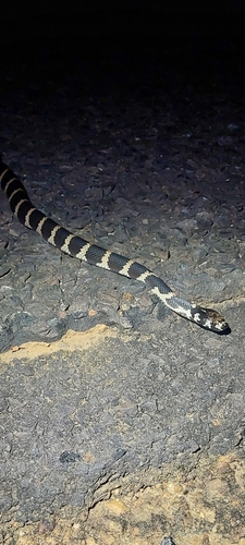 Stephens' Banded Snake sighting