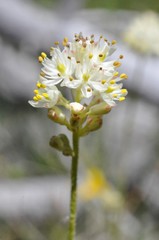 Triantha occidentalis