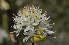 Triantha occidentalis