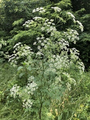 Conium maculatum