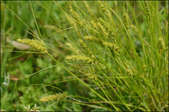 Carex neurocarpa