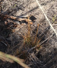 Cyperus polystachyos polystachyos