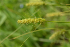 Carex neurocarpa