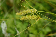 Carex neurocarpa