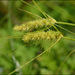 Carex neurocarpa - Photo (c) Lee, seong-won, some rights reserved (CC BY-NC), uploaded by Lee, seong-won