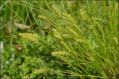 Carex neurocarpa