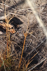 Cyperus polystachyos polystachyos