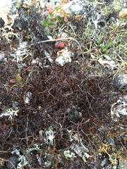 Bryocaulon divergens