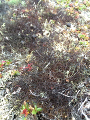 Bryocaulon divergens