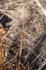 Cyperus polystachyos polystachyos