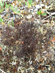 Bryocaulon divergens