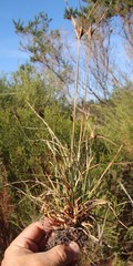 Cyperus polystachyos polystachyos