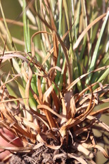 Cyperus polystachyos polystachyos