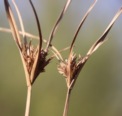 Cyperus polystachyos polystachyos