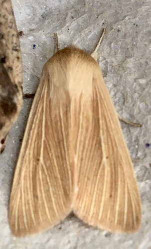 Common Wainscot photo 6