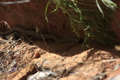Crotalus oreganus concolor