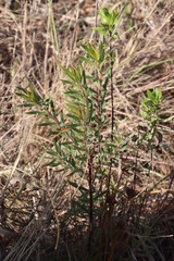 Leucadendron floridum