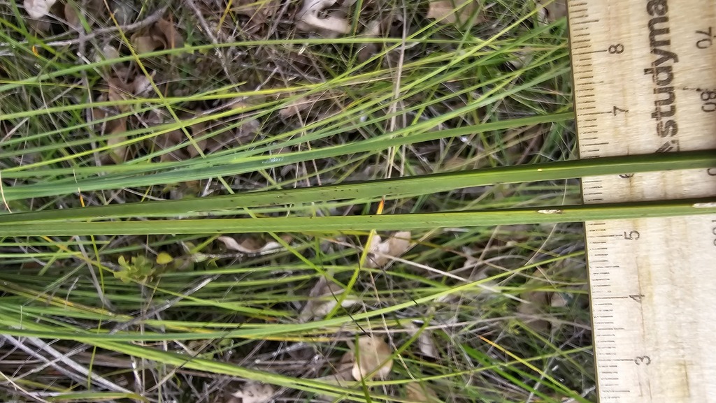 Xanthorrhoea brunonis Endl. 2