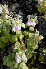 Stachys ionica