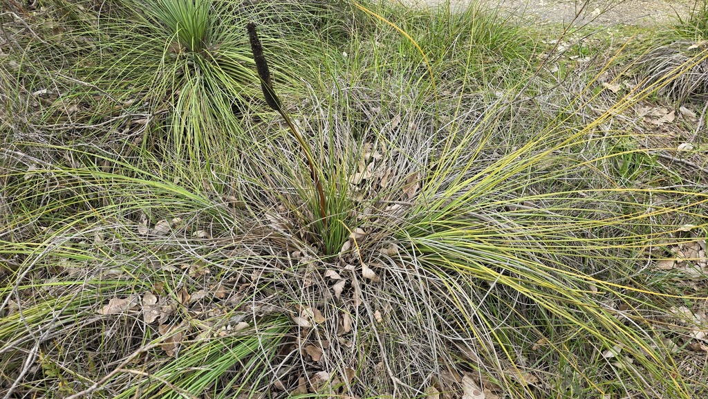 Xanthorrhoea brunonis Endl.