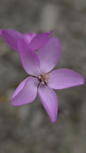 Drosera marchantii (Drosera marchantii)