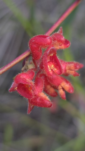 Short-styled Grevillea (Grevillea brachystylis)