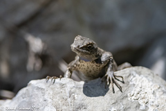 Sceloporus occidentalis