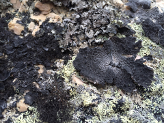 Umbilicaria proboscidea