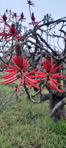 Image of Erythrina speciosa by (c) rafa perazzolo, some rights reserved (CC BY)