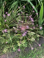 Allium schubertii