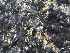 Pseudephebe pubescens