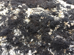 Pseudephebe pubescens