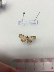 Olulis puncticinctalis