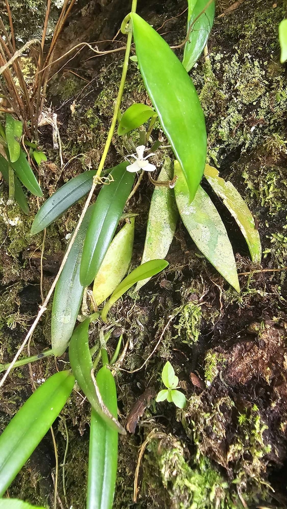 Dendrobium hispidum A.Rich. 2