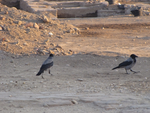 Hooded Crow