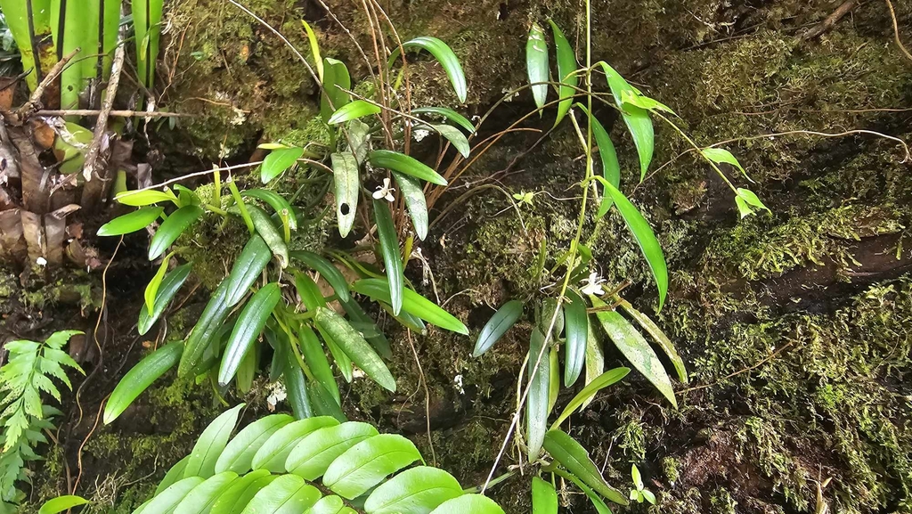 Dendrobium hispidum A.Rich. 3