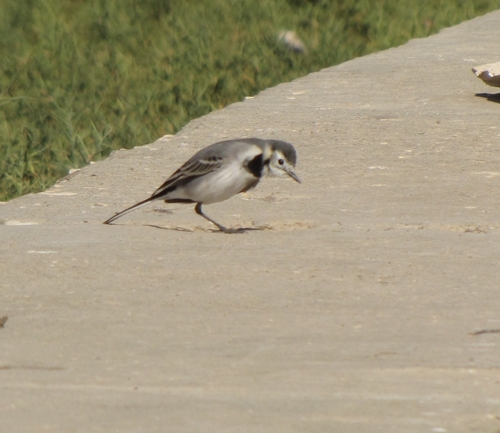 White Wagtail