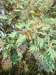 Bocconia frutescens