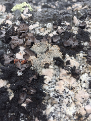 Sphaerophorus fragilis