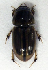 Labarrus lividus