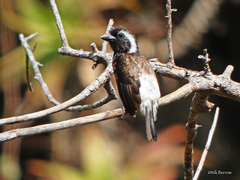 Stactolaema leucotis