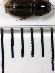 Labarrus lividus