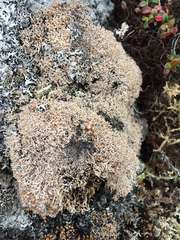 Sphaerophorus fragilis